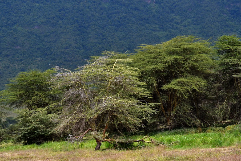 Ngorongoro Crater